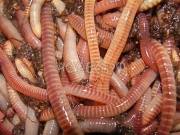 Характеристики и преимущества червя Дендробена Венета